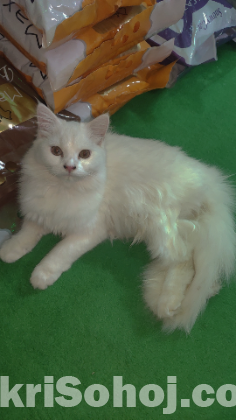 Pure Persian doll face